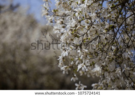 Blooming trees with white flowers. Close up picture. 