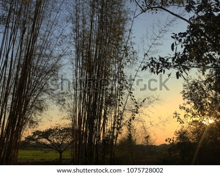 Bamboo tree behind the rice field on the evening. sunset light