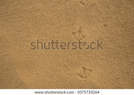 footprints of Australian Ibis birds on wet beach sand.