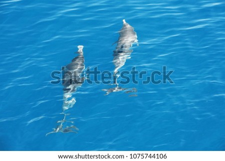 Two Dolphins Refracted under the water surface.
