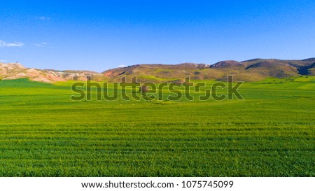 Tree on a spring meadow. Tree standing alone in a field Aerial shot. 