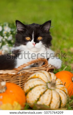 Young british longhair cat with autumn decoration