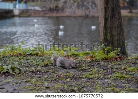 Grey squirrel next to lake and seagulls