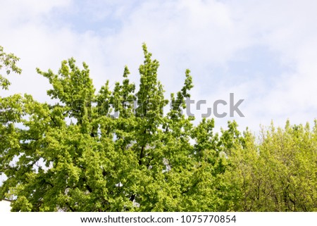 green tree in spring