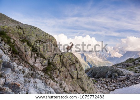 Wild Ibex in front of Iconic Mont-Blanc Mountain Range on a Sunny Summer Day Royalty-Free Stock Photo #1075772483