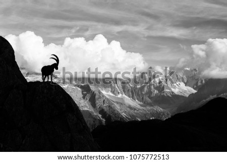 Wild Ibex in front of Iconic Mont-Blanc Mountain Range on a Sunny Summer Day Royalty-Free Stock Photo #1075772513