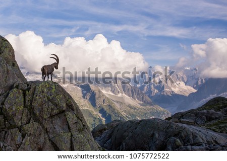 Wild Ibex in front of Iconic Mont-Blanc Mountain Range on a Sunny Summer Day Royalty-Free Stock Photo #1075772522