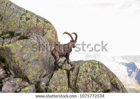 Alpine Wild Ibex Climbing Rocks on a Sunny Summer Day Royalty-Free Stock Photo #1075772534
