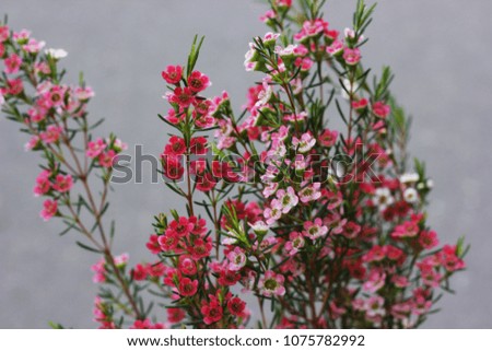 Chamelaucium pink flowers 