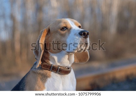 Beagle dog on a walk in the spring evening at sunset