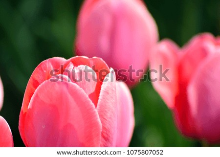 Tulips in spring. Colourful tulip
