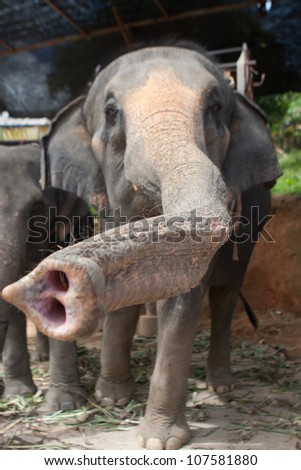 Elephant hanging grey hairy long trunk close up