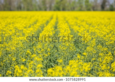 blooming rape field. flowers background, ocean of yellow flowers
