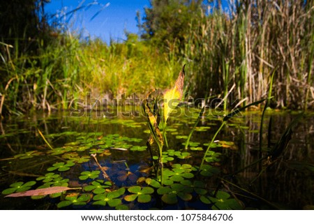A picture of a swamp with a dragonfly on dried aquatic plant in the middle.