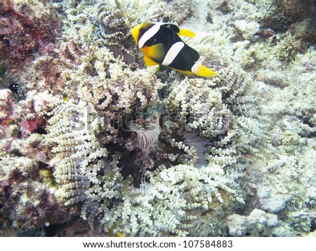 Clark's Anemone fish (Amphiprion clarkii).  Clown fish swimming around a coral reef near an anemone.