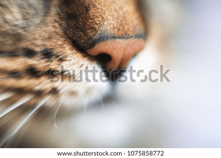 cat's nose close. cat's head with a nose close-up