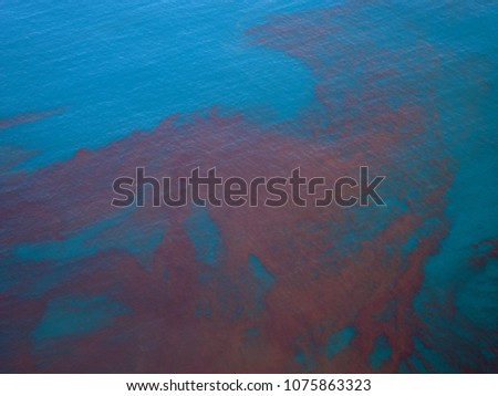 Red tide in False bay, South africa Royalty-Free Stock Photo #1075863323