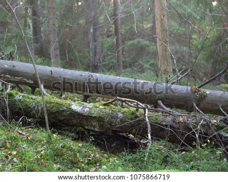 Fallen trees and mossy tree trunk in the old forest