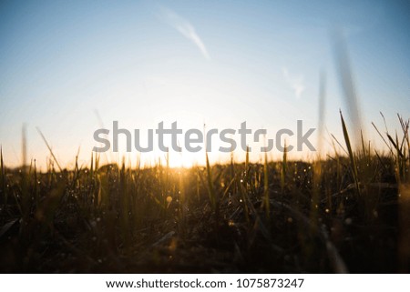 Sunrise in the field.