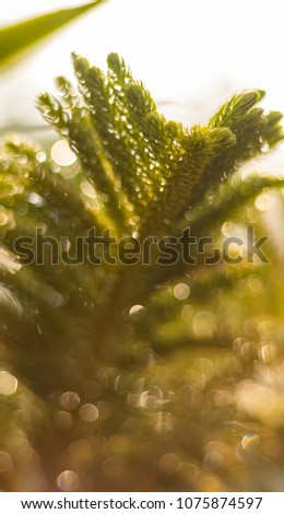 Araucaria heterophylla - Norfolk Island Pine , sunlight , blur background Royalty-Free Stock Photo #1075874597
