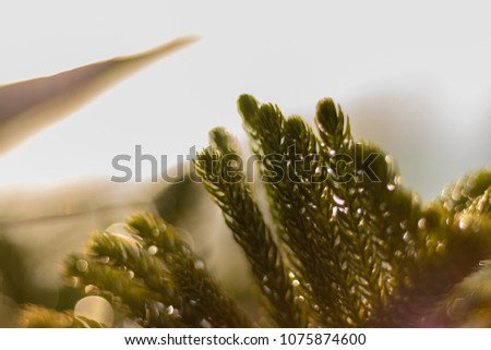 Araucaria heterophylla - Norfolk Island Pine , sunlight , blur background Royalty-Free Stock Photo #1075874600
