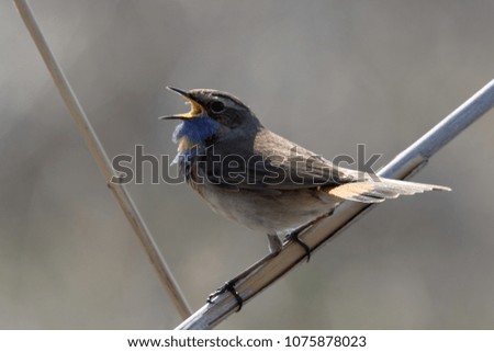 Male bluethroat. Close-up of beautiful bluethroat. luscinia Svecica standing on the reed. Bluethroat colored bird sings the song. Animal and Nature Background. Wildlife.