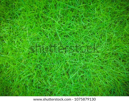 Green grass texture background, Green lawn desktop picture, Park lawn texture