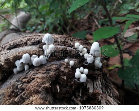 Mushroom, white umbrella, blooming in Asian forest.