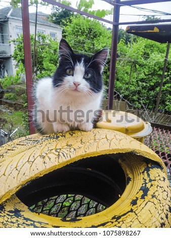 the cat sits old on the wheel painted in yellow paint
