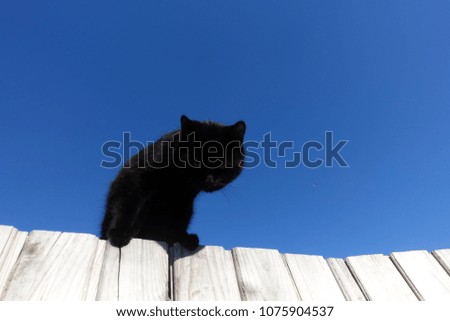 black cat on blue sky background