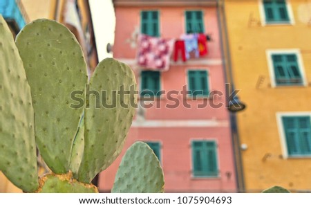 colorful facade of old architecture bildings and windows with cactus in Lerici in Liguria, Italy