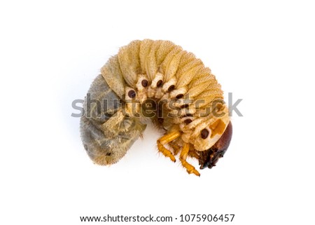 Image of grub worms, Coconut rhinoceros beetle (Oryctes rhinoceros), Larva on white background.