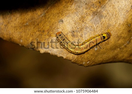 Image of brown worms are on brown leaves on natural background. Insect. Animal.
