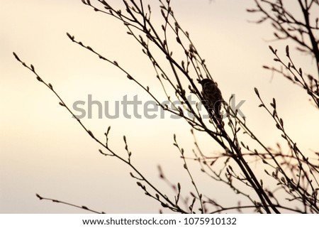 Evening sun shining through clouds and cute spring branches with first buds and small sitting bird. Concept for nature theme eco style. Idea for pictures for moredn interior decor elements. Minimalism