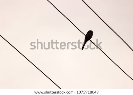 Silhuetts of single bird sitting on cords in the cloudy grey sky. Monochrome colors. Minimalism. Concept for card or interior picture, modern simple style, nature theme