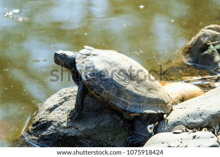 Turtles on the stone on the bank of the pond. Sunbathing animals.