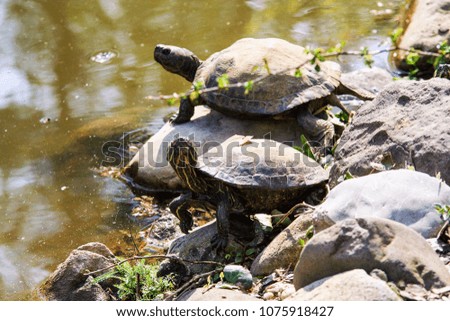 Turtles on the stone on the bank of the pond. Sunbathing animals.