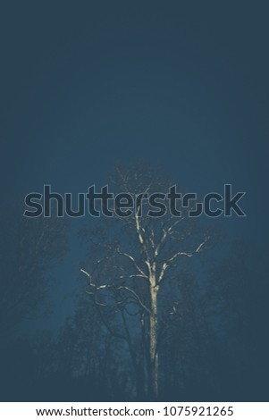 Illuminated bare tree in front of black sky