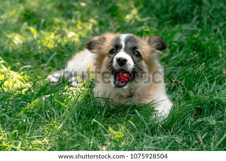 Home pet, dog. puppy eats cherry on green grass