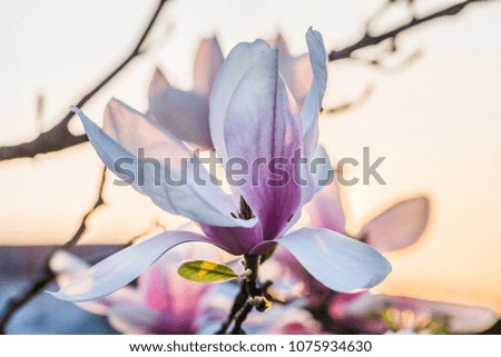 close up of beautiful blooming magnolia flower at tender sunset lights
