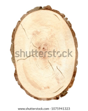 Watercolor wood slice isolated on white background. Tree trunk cross section.