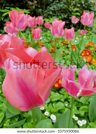 Beautiful pink tulips on a flower bed  closeup in a garden