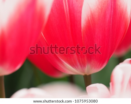 Closeup tulips blooming with colorful blurred background.  