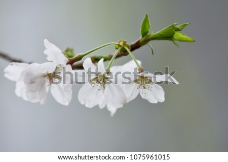 Blossoming cherry close-up blooming flowers, blurred background fragrant white flowers.