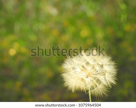 Extreme zoom of spring Dandelion blowball with great detail    