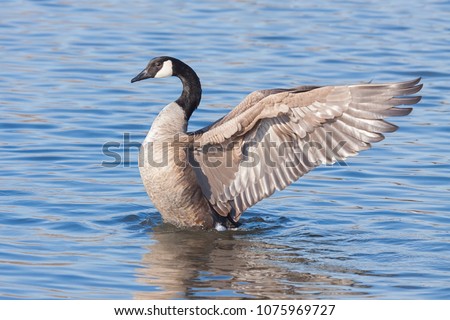 A profile of a canada goose as it rises out of a blue lake.  At it rises, the  goose spreads its wings backwards as if to imitate an angel floating to heaven. Royalty-Free Stock Photo #1075969727