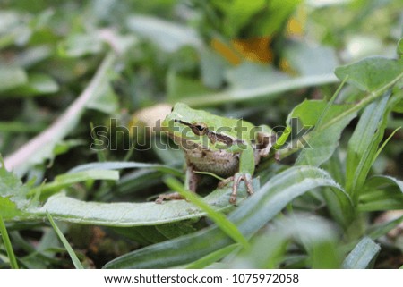 Portrait of the European green frog in a grass. A common European toad in its natural habitat on a horizontal close up picture.