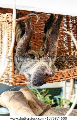 Sleeping sloth on the tree. Cute animals.