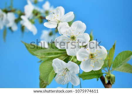 Flowering cherry branch stock images. Cherry branch on a blue background. Spring floral decoration. Spring background concept. White cherry blossom flowering branche