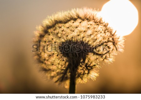 close up view of dandelion head at tender sunset lights